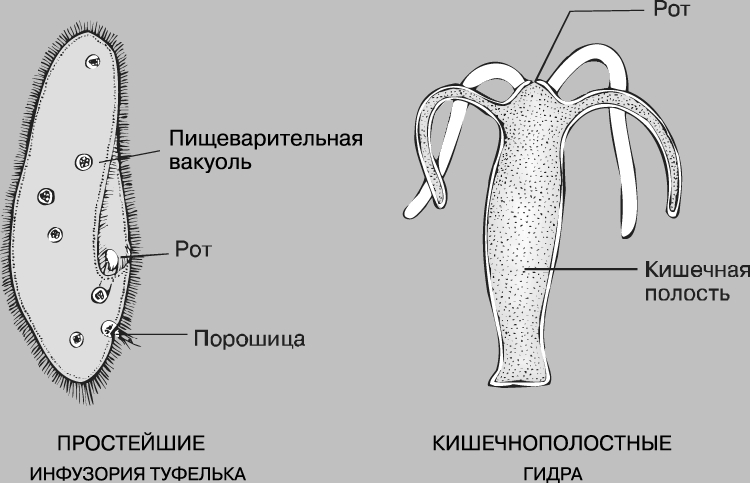 Кракен магазин vk2 top